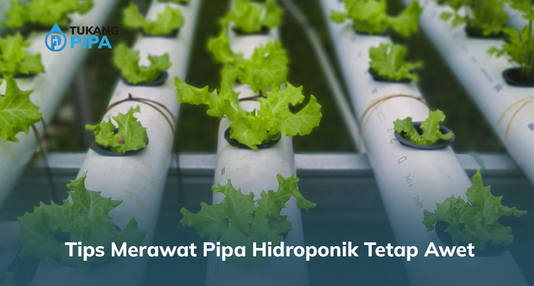 Tips Merawat Pipa Hidroponik Tetap Awet