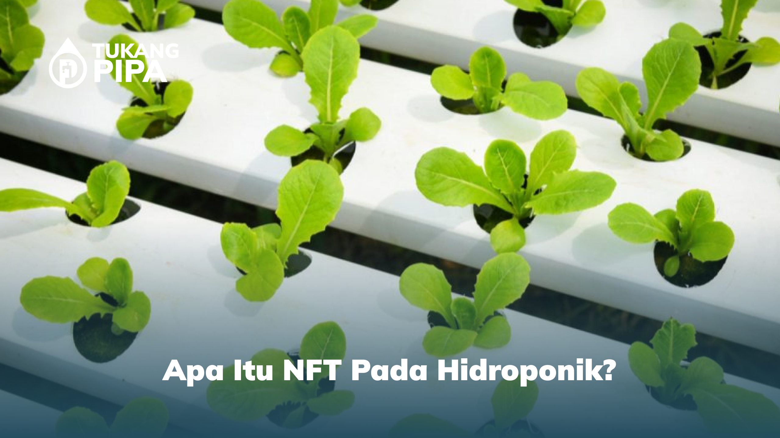 Apa Itu NFT pada Hidroponik?