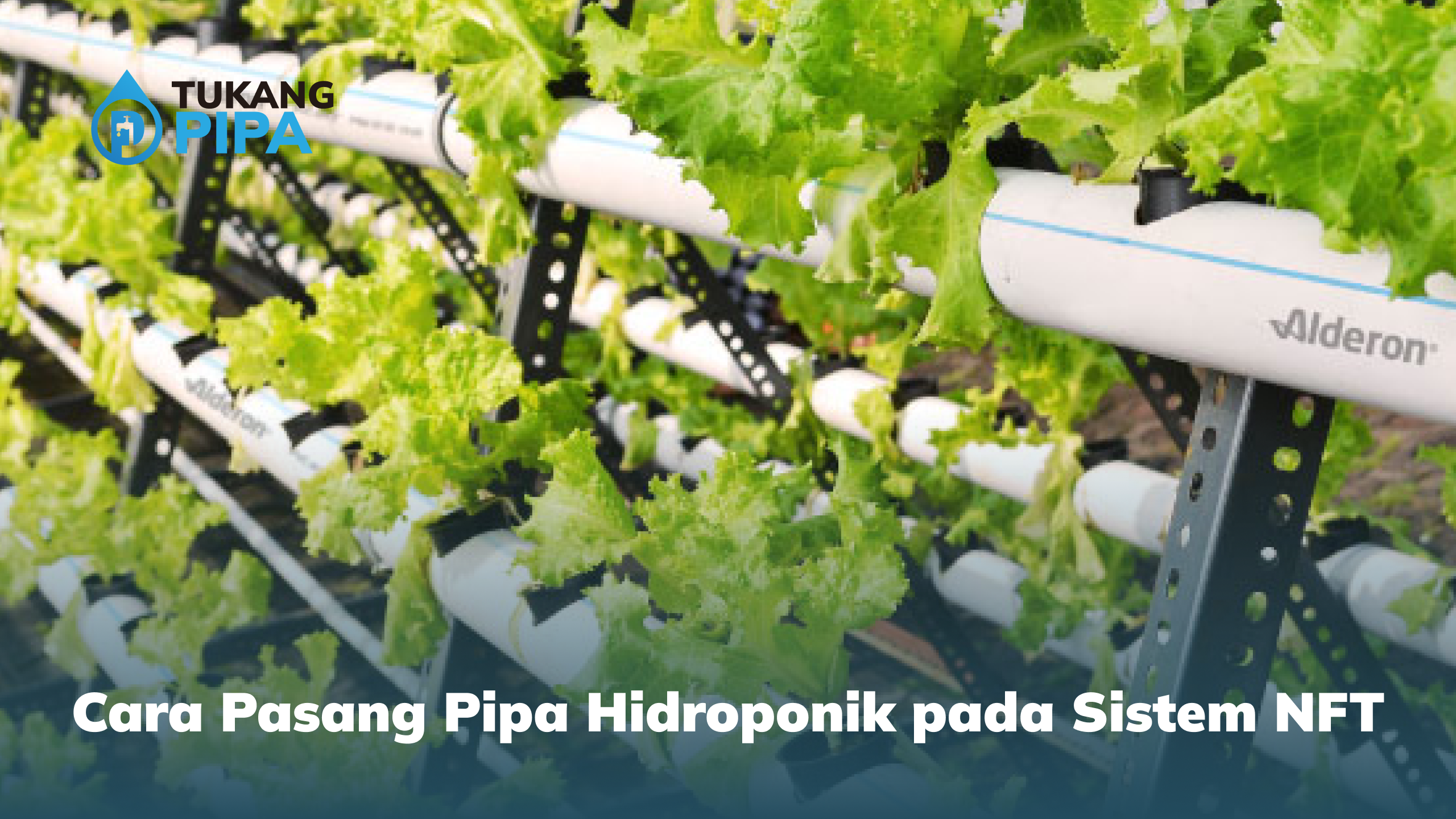 Cara Pasang Pipa Hidroponik pada Sistem NFT