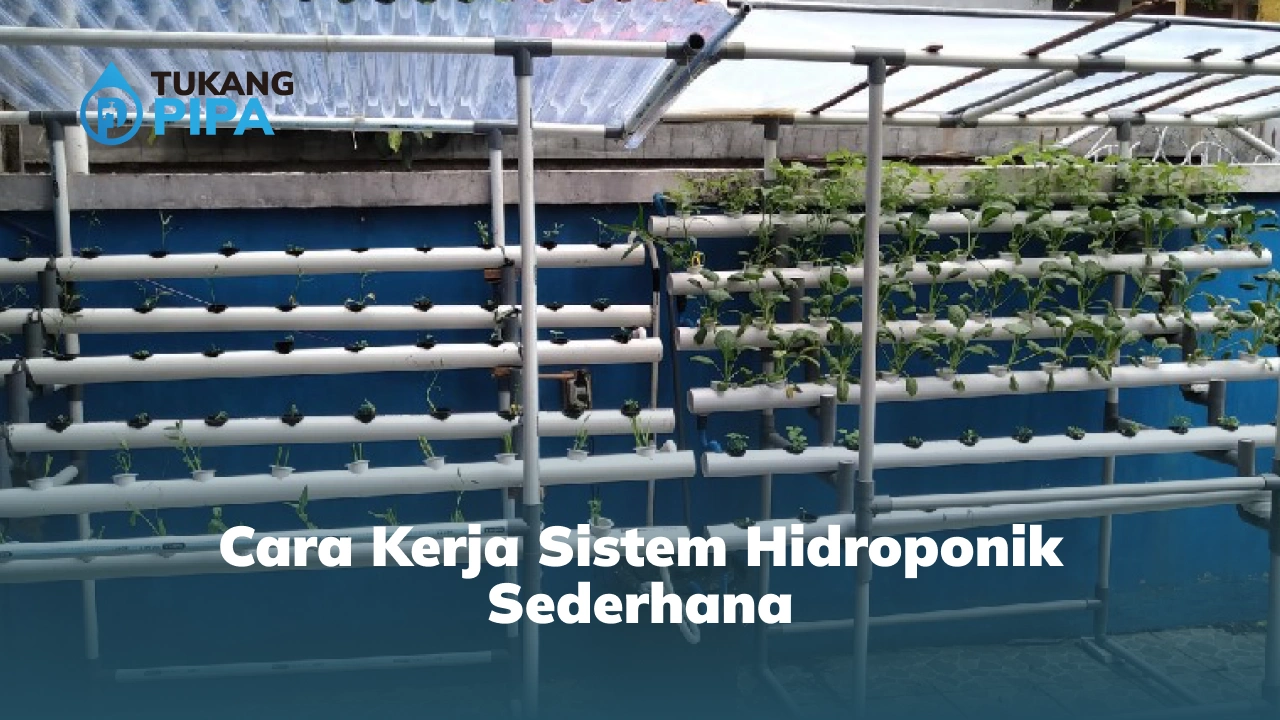 Cara Kerja Sistem Hidroponik Sederhana