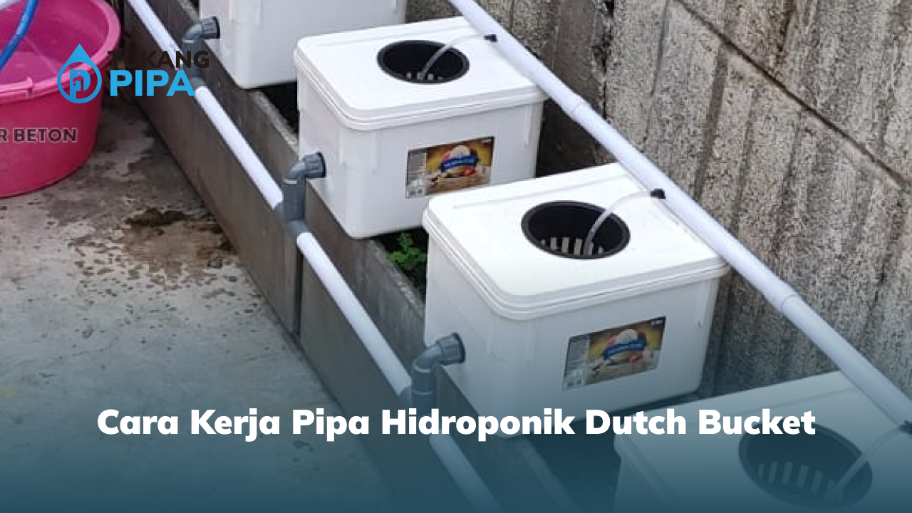 Cara Kerja Pipa Hidroponik Dutch Bucket