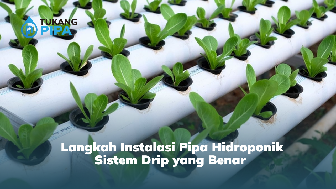 _langkah_instalasi_pipa_hidroponik_sistem_drip_yang_benar