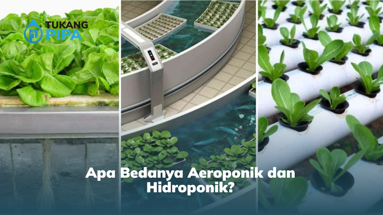 Apa Bedanya Aeroponik dan Hidroponik?