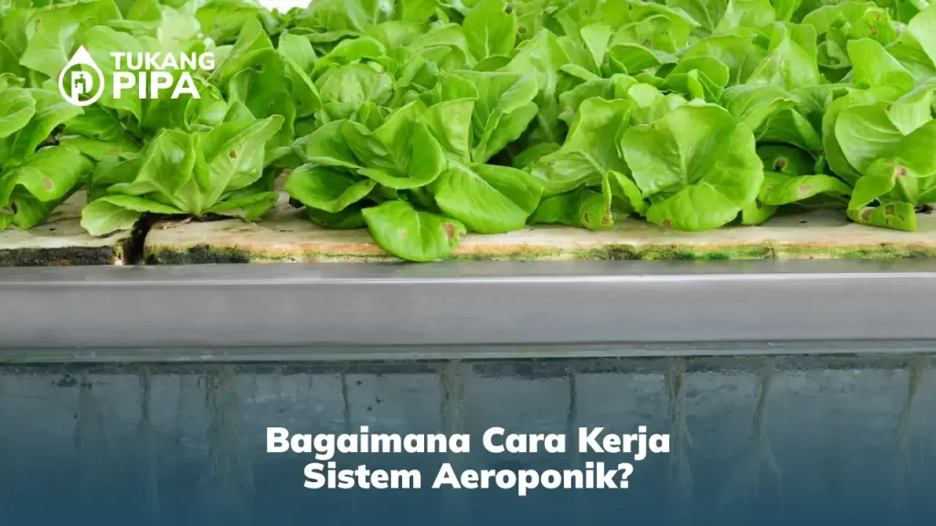Bagaimana Cara Kerja Sistem Aeroponik?
