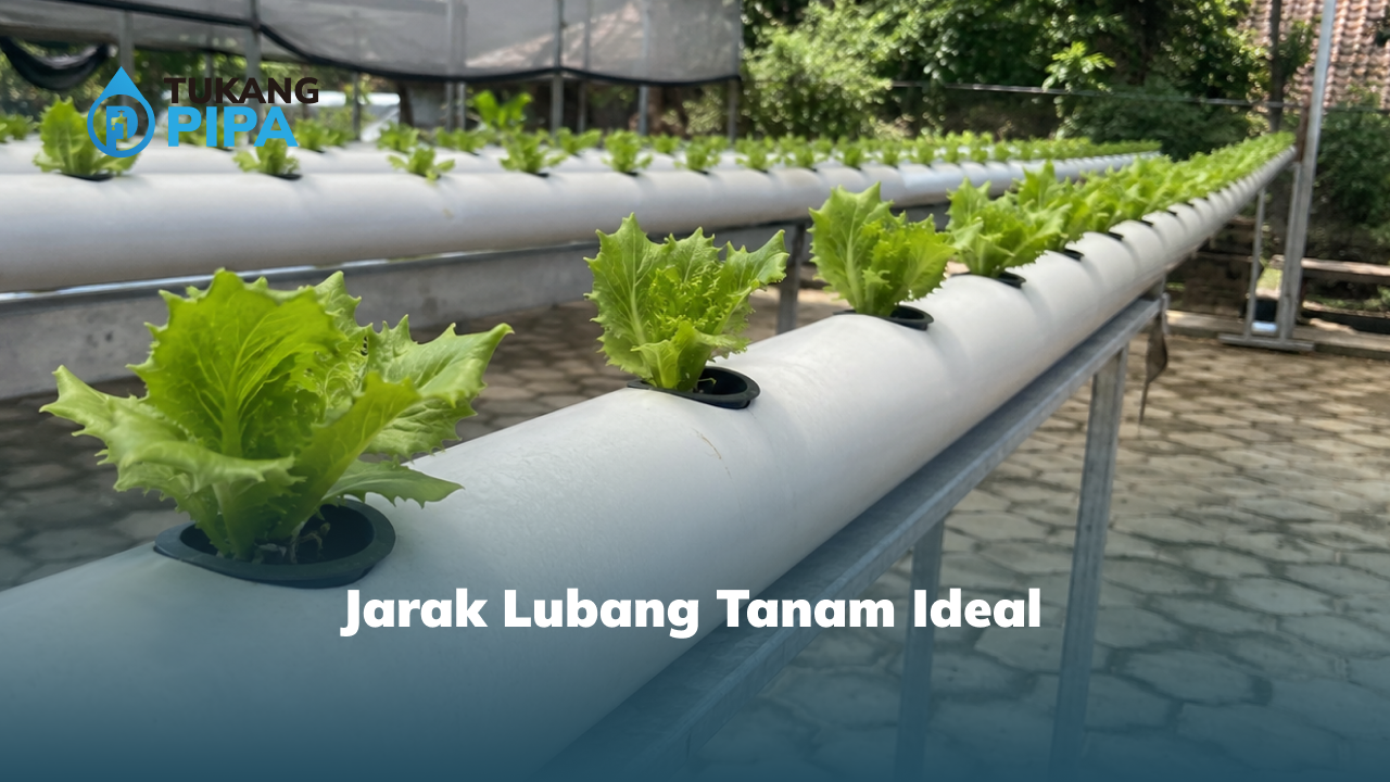Jarak Lubang Tanam Ideal