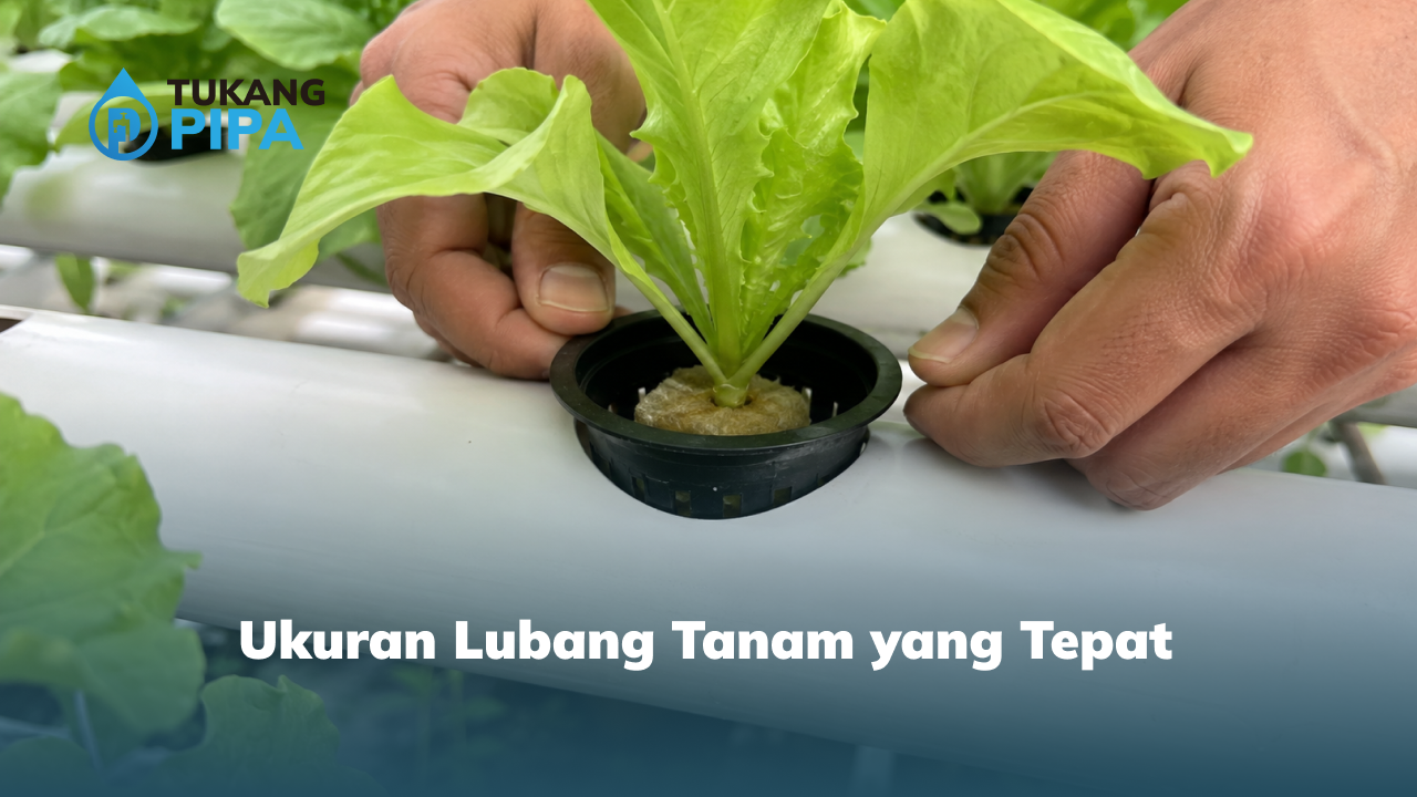 Ukuran Lubang Tanam yang Tepat